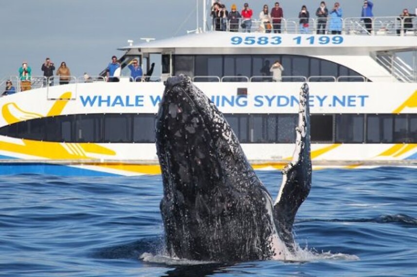 Whale Watching in Sydney-1